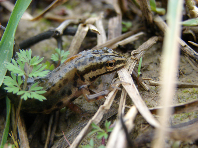 Triturus (Lissotriton) vulgaris